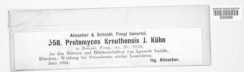 Protomyces kreuthensis image